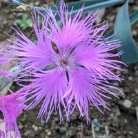 カワラナデシコの画像