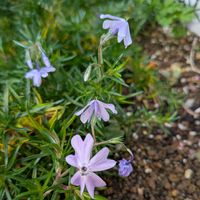 芝桜,エントランスの画像