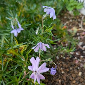 芝桜,エントランスの画像