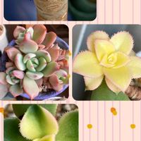 黒法師,夕映え,シャルモンの画像