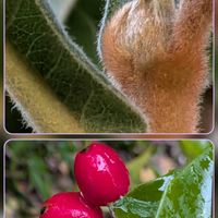 ビワ,ビワの木,アオキの赤い実,実家の庭,赤い実の画像