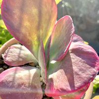 デザートローズ,巻絹,唐印,ふっくら娘,ｵﾚｲﾁｮｲﾃﾞｳﾑの画像