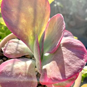 デザートローズ,巻絹,唐印,ふっくら娘,ｵﾚｲﾁｮｲﾃﾞｳﾑの画像