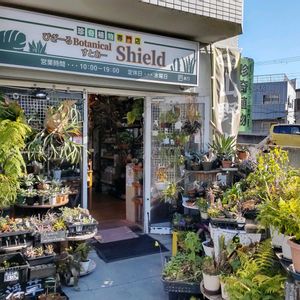 多肉植物,ウラボシ科,ビカクシダ属,食中植物,塊根の画像