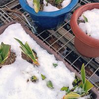 万年青,水仙,多肉  地植え花壇,一輪車の寄せ植えの画像