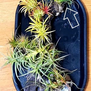 チランジア,チランジア コットンキャンディ,コットンキャンディ,エアプランツ,洋室の画像