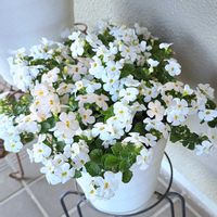 バコパ,寒椿,白い花,いつもの通り道,自宅の画像