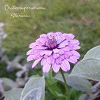 オステオスペルマム,しぞーか勢,バラと夢CLUB,おうち園芸,キュンキュン乙女倶楽部No.289の画像