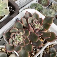 シャンペン hyb,多肉植物,エケベリア属,可愛い,タニラーの画像