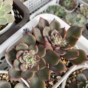 シャンペン hyb,多肉植物,エケベリア属,可愛い,タニラーの画像