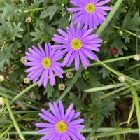 ブラキカム,ブラキカム,散歩道の花の画像