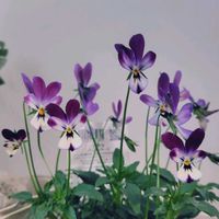 アロマティカス,ビオラ,アロマ ティカス,いつもありがとう❤️の画像