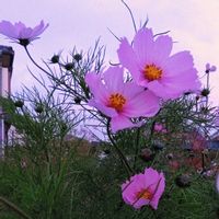 コスモス,コスモス,キバナコスモス,キバナコスモス,初雪の画像