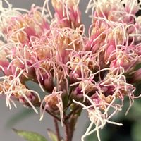 フジバカマ,フジバカマ,公園,鉢植え,花壇の画像