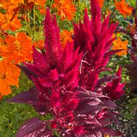 ケイトウ,キバナコスモス,真っ赤,オレンジ色の花,赤いお花の画像