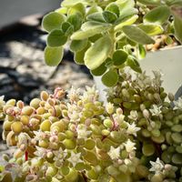 アロマティカス,ブロウメアナ,多肉植物,GSの繋がりに感謝♡,キャロルさんありがとう♪の画像