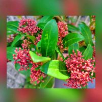 スキミア,スキミア,花のある暮らし♡,ウクライナに平和を,武器ではなく花をの画像