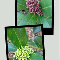 スキミア,スキミア,スキミアの画像