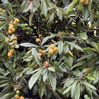 バナナ,バナナ,ビワ,ビワ,マドカズラの画像