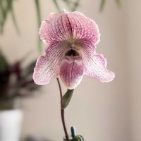 デンドロビウム,ブラサボラ・ノドサ,パフィオぺディラム,デンドロビウム フォーミディブル,デンドロビウム　フォーミディブル愛燦々の画像