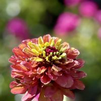 エリカ,エリカ,ジニア,ジニア,ジニアの画像