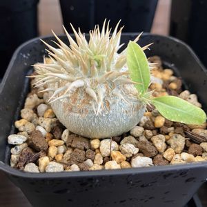 アデニウム,パキポディウム・グラキリス,パキポディウム・デンシフローラム,恵比寿笑い,パキポディウム　恵比寿大黒の画像