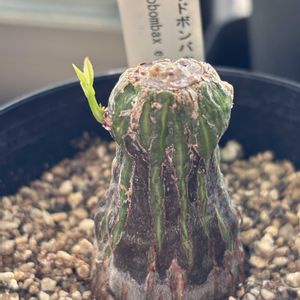 ユーフォルビア属,ボンバックス エリプチカム,多肉植物,観葉植物,塊根植物の画像