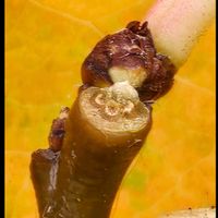 カリン,平和を願う,冬芽・葉痕,クイズ冬芽葉痕,2025年度クイズ冬芽葉痕の画像