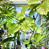 アンスリウム,モンステラ,アグラオネマ,エバーフレッシュ,柱サボテンの画像