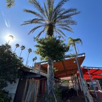 ガジュマル,ノリナ,ナツメヤシ,絞め殺しの木,ヤシの木の森の画像