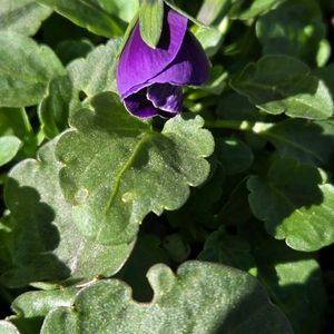 実生苗,ビオラ・パンジー祭り♪,小さな庭の画像