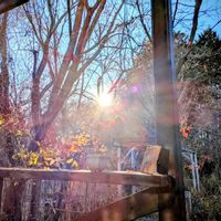 ジューンベリー,センダン,モミジ,ルリマツリ,ビオラの画像