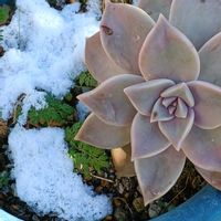 朧月,大根,宮城県,我ら宮城県民,家庭菜園の画像