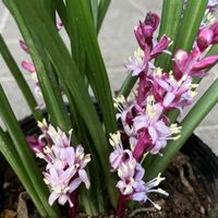 オタフクナンテン,キチジョウソウ,おたふく南天,キチジョウソウ(吉祥草),キチジョウソウ(吉祥草)の画像