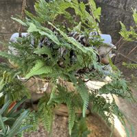 ドウダンツツジ,ブロウメアナ,トキワシノブ,桃色たんぽぽ（クレピス）,ラグラス（バニーテール）の画像