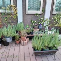 クレマチス,ローズマリー,ビオラ,クレマチス ジングルベル,ラベンダー デンタータの画像