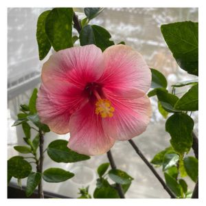 アラマンダ,ハイビスカス　ヤンバルオトメ,ハイビスカス　ピンキーマスコット,和室の画像