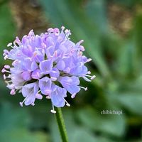 スカビオサ,地植え,ガーデニング,お気に入り♡,花のある暮らしの画像