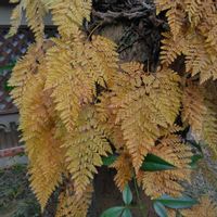 シダ,綺麗,毎月４日はシダの日,四季を感じて,庭の画像