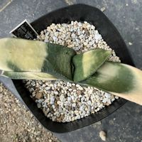 黄金卿,多肉植物,ガステリア,曙斑,ベランダの画像