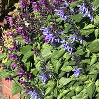 サルビア・ガラニチカ,サルビア・ガラニチカ,サルビア・ガラニチカ,サルビア・ガラニチカ, メドセージの画像