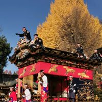 モミジ,紅葉,火祭り,イチョウ,イチョウの画像