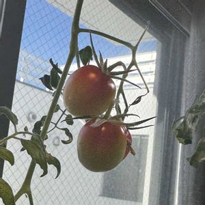 ミニトマトの画像