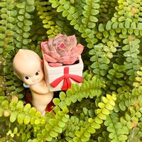 ニゲラ,エケベリア,ネフロレピス,ネフロレピス ダッフィー,桃色たんぽぽ（クレピス）の画像