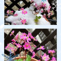 ダイモンジソウ,ガーデンシクラメン,十月桜,ジュウガツザクラ,雪の庭⛄の画像