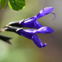 サルビア・ガラニチカ,サルビア・ガラニチカ,散歩道,紫色の花,癒しの紫♡の画像