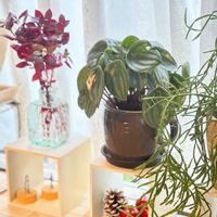 リプサリス,アルテルナンテラ リトルロマンス,ペペロミア　スイカペペ,生き生き,窓辺の植物の画像