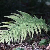 クサソテツ,シダ植物,毎月４日はシダの日,野の花山の花の画像