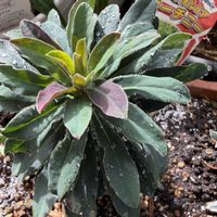 松ぼっくり,沈丁花,ユーフォルビア マーチニー,ユーフォルビアタスマニアンタイガー,マガモ(真鴨)の画像