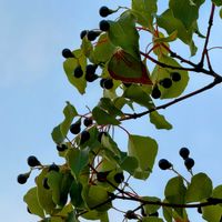 クスノキ,黒い実,嬉しい出会い,福井県総合グリーンセンター,木曜日は木の画像